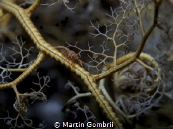 Cute crinoid Shrimp hiding in a feather star by Martin Gombrii 